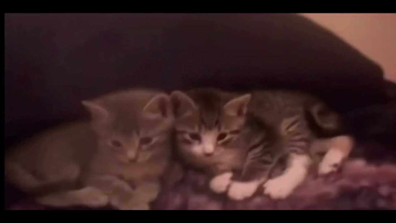 1 Boy 2 Kittens (EXTREMELY GRAPHIC) - YouTube