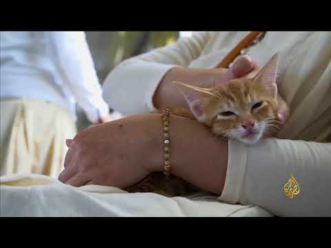 هذا الصباح- في اليابان قطط "ضالة" تتجول بالقطارات