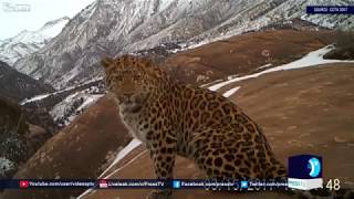 На вершинах гор северо западного Китая (плато Цинхай-Тибет) обнаружили редких леопардов