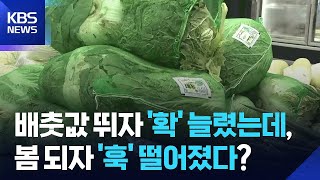 널뛰는 배춧값, 급등 이어 급락? 근데 체감 가격은.... / KBS  2025.05.16.