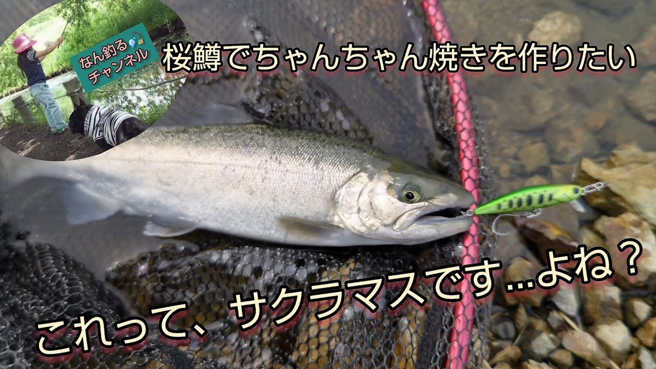 歌舞伎揚 、サクラマス、エリアトラウト、色々まとめ売り‼️ エリアトラウト これってサクラマスですよね？加賀フィッシング