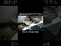 川の流れが横から見えるアクアリウム|メンテナンスしやすい河川断面水槽の作り方|立ち上げ方|DIY