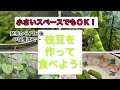 【家庭菜園で夏の旬野菜☆枝豆の栽培】健康に最強‼️ダイエット向き