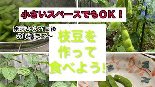 【家庭菜園で夏の旬野菜☆枝豆の栽培】健康に最強‼️ダイエット向き