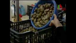 Algerie,Mila exporte l'escargot ..flv