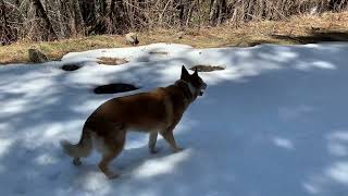 Jindo dog in patch of snow