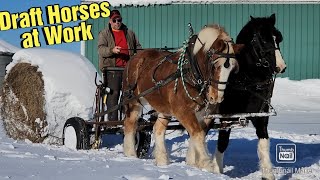 Hauling Hay with Draft Horses Using Loose Hay Forks/Training a Percheron Stallion