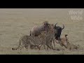 Incredible! Cheetah Hunting in WildlifeㅣWild Animal Attacksㅣ치타의 소름돋는 사냥법