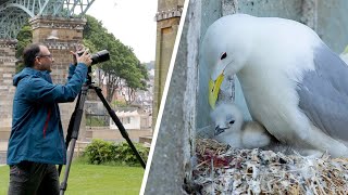 Bird Photography Tips & Tricks - The Urban Kittiwakes of Scarborough (Canon 100mm f/2.8 Lens)