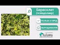 Бересклет лечебные свойства. Польза и вред Emerald Gold.