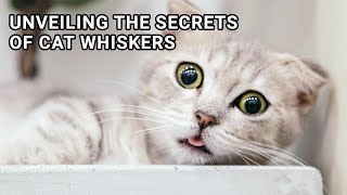 Whisker Wisdom: Unveiling the Secrets of Cat Whiskers