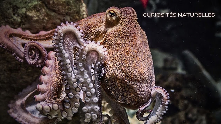 Incredible Curiosities about the Octopus 🐙