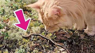 Snake vs Maine Coon Cat!