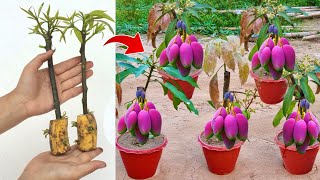 How to grafting mango tree in banana fruit to get fruit 100% fast using this technique