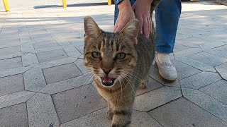 Chatty cat meowing excitedly is unbelievably cute