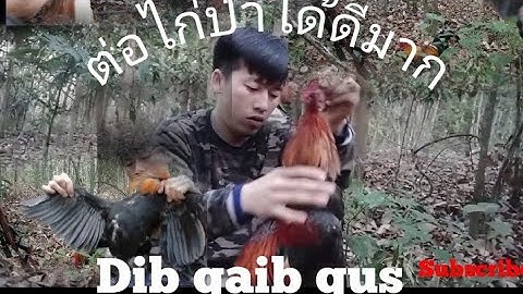 ต่อไก่ป่าได้ดีมาก.dib qaib qus tuaj zoo heev. hunting