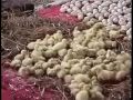 发酵床养鹅技术视频 在线收看