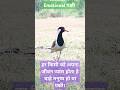 हर किसी को अपना जीवन प्यारा होता है चाहे मनुष्य हो या पक्षी #viral #shorts #emotional #birds #zoo