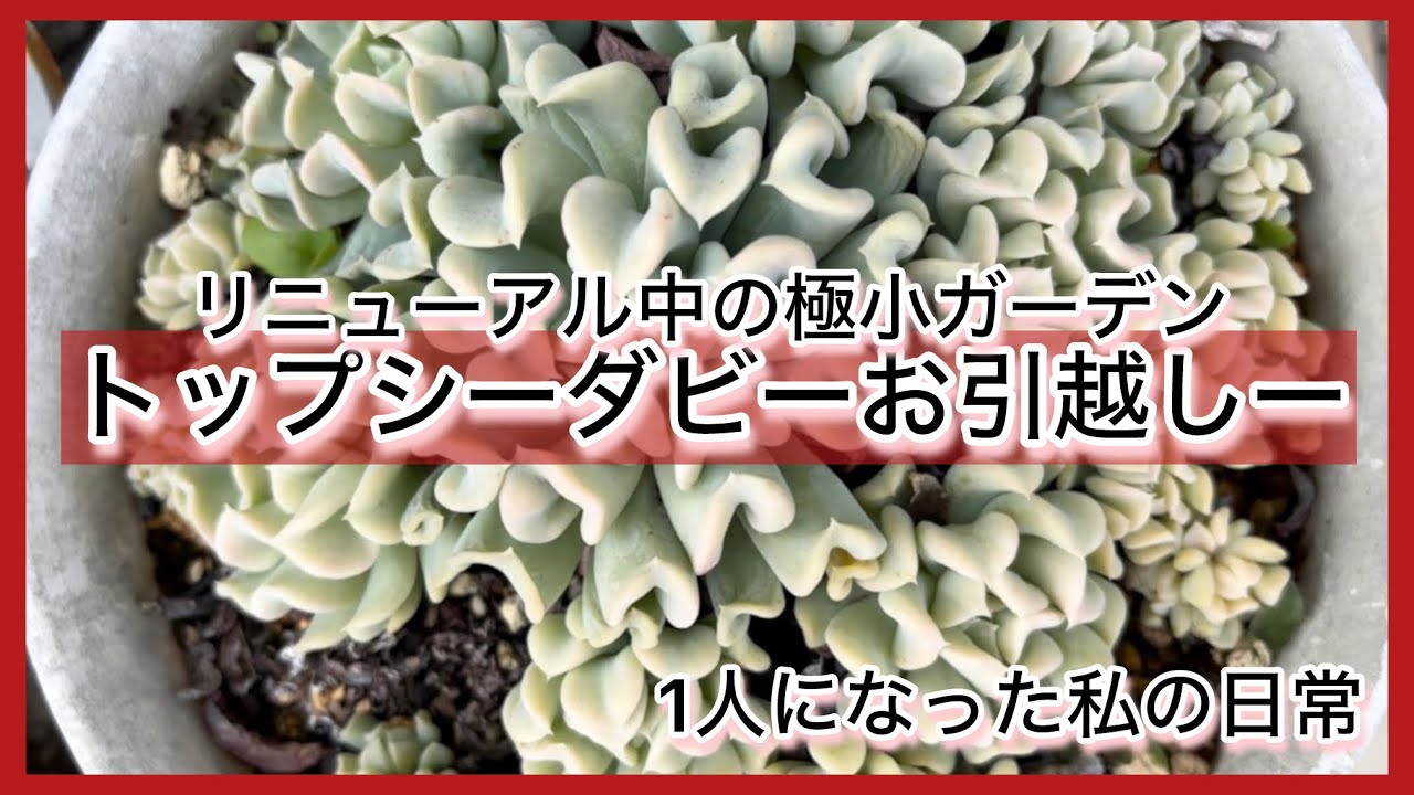 多肉植物^o^  トップシーダビー　超大苗！ 多肉植物]リニューアル中の極小ガーデンにトップシーダビーお引越し