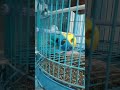 Move back🤣#lovebird#birds #parrot #funnyvideo #kicaumania