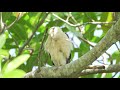 Inventario de aves comunes del Valle de Aburrá - Área Silvestre -Temporada 2017-Capítulo 1