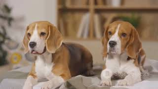 facts about beagle dog