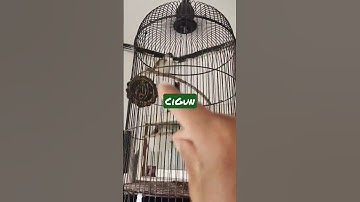 Cigun (Ciblek Gunung) Sepeed Rapet pedes#shorts