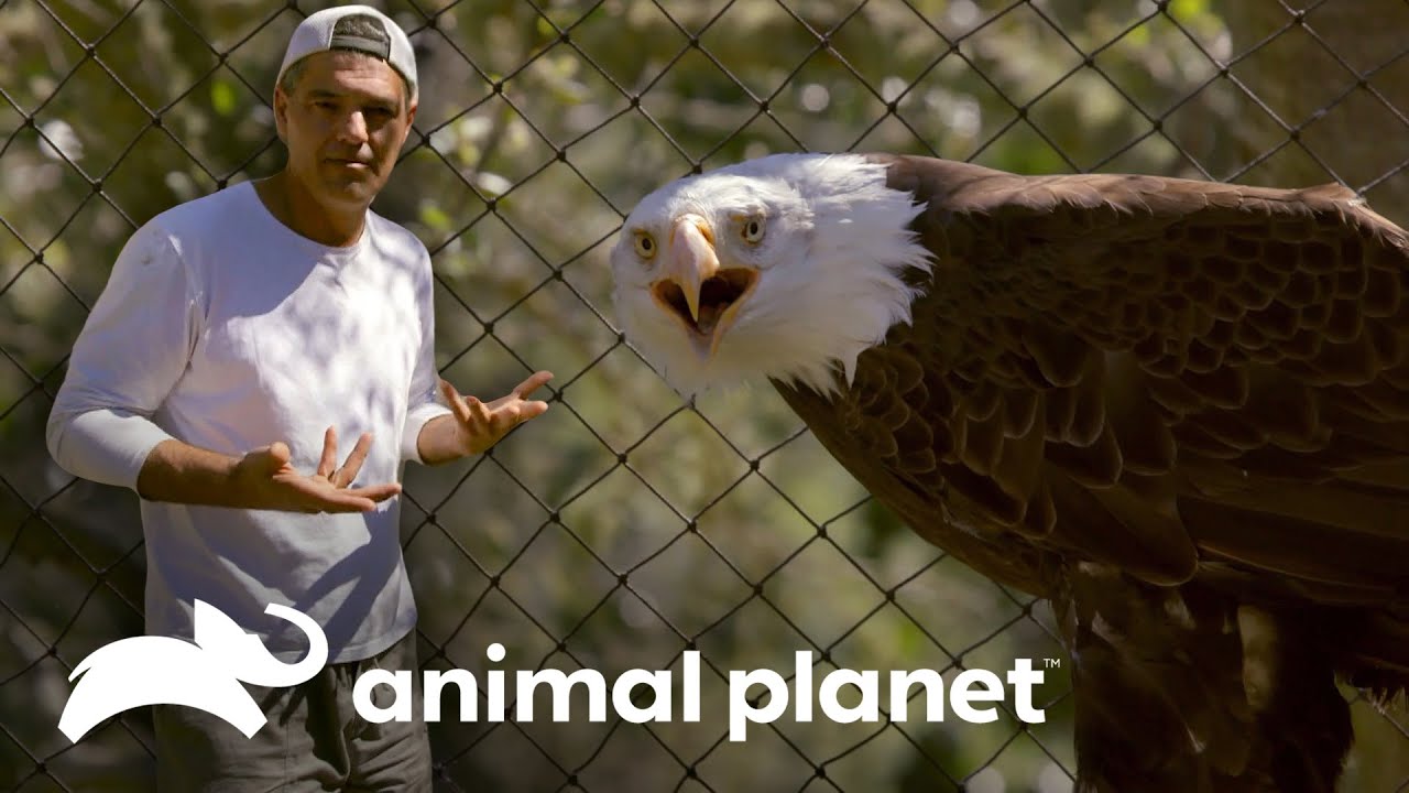 Águila calva: el símbolo de libertad de USA | Wild Frank en California |  Animal Planet - YouTube