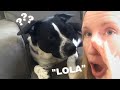 CALLING MY DOG WHEN SHE IS RIGHT NEXT TO ME CHALLENGE !! MY DOG REACTS !! #SHORTS