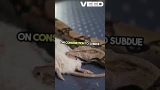 Mind Blowing Facts About African Rock Pythons!