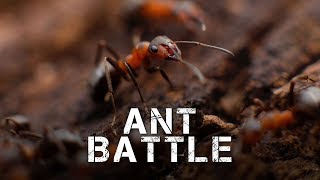 Ant Battle