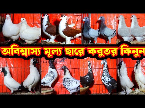 অবিশ্বাস্য মূল্য ছারে কবুতর কিনুন || জুয়েল ভাইয়ের সুপার কালেকশন || কম দামে ফেন্সি কবুতর বিক্রি হবে