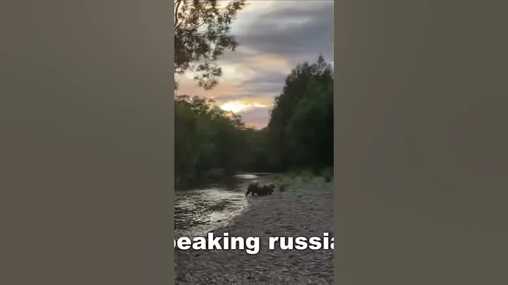 Crazy bear attack #shorts