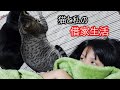 猫と私の借家生活/ケージに入れられることを察知する猫とすぐに捕獲される猫