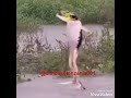 Kipigo Cha Yanga Tatu Bila 