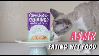 Kitten eating duck & chicken wet food ASMR by Daily DevRex 244 views 2 years ago 2 minutes, 53 seconds