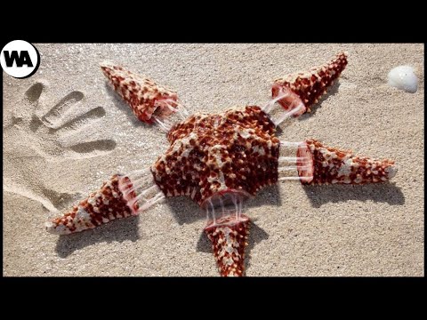 Vídeo: As estrelas do mar estavam vivas?