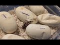 Ball Pythons Hatching LIVE Day3