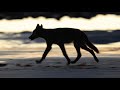 British Columbia Coastal Wolves