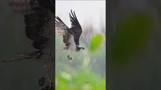 Osprey | King of Purbostholi |  Wildlife Photography Youtube Shorts | Bird Photography | #cameravlog