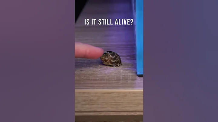 This Snail Jumped out of my Aquarium 🐌😱