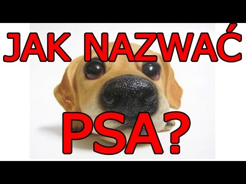 Wideo: Jak Nazwać Psa Jak