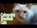 Colorpoint Shorthair Breed の動画、YouTube動画。