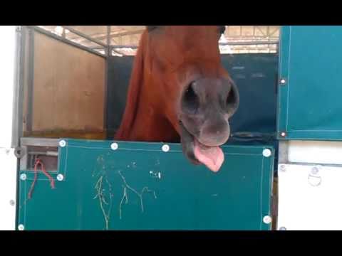 funny-horse-sticks-his-tongue-out-at-me