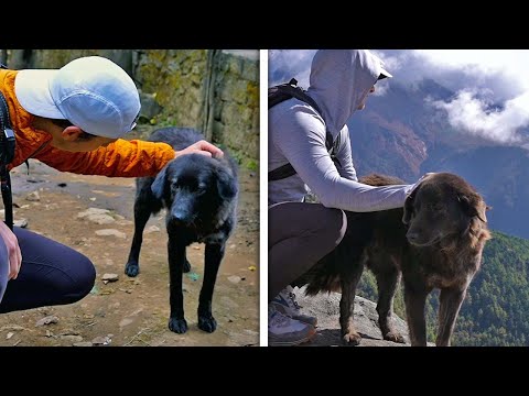 HEARTWARMING! Feeding And Petting Stray Dogs During Hike! (Man Becomes Friend With Stray Dogs)