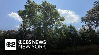 Full Maplewood neighbors fight developer's plans to cut down centuries-old tree Guide