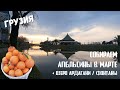 Грузия (31): Собираем апельсины в марте. Озеро Ардагани. Фонтаны |Капибары в бегах #67
