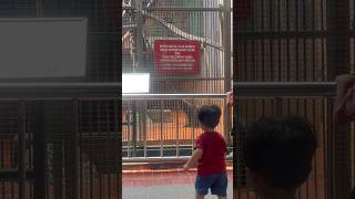 Bhaskara Liat Siamang Di Ragunan Zoo #viral #zoo #ragunan