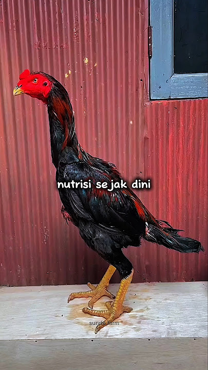 RAHASIA PAKAN TERBAIK UNTUK AYAM USIA 4 BULAN #sundafarm #pakanayambangkok