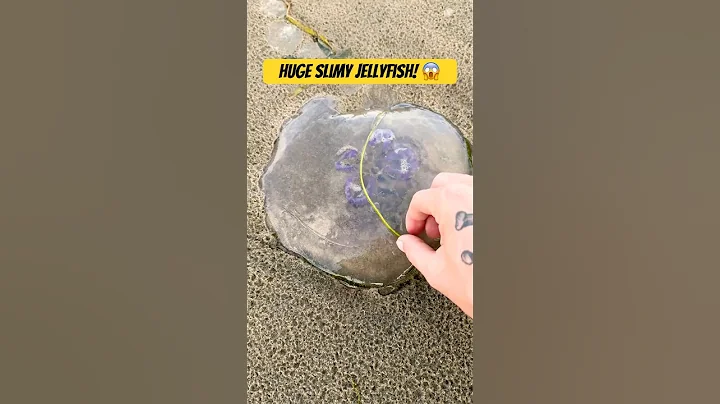 Rescuing Huge Slimy Moon Jellyfish #shorts